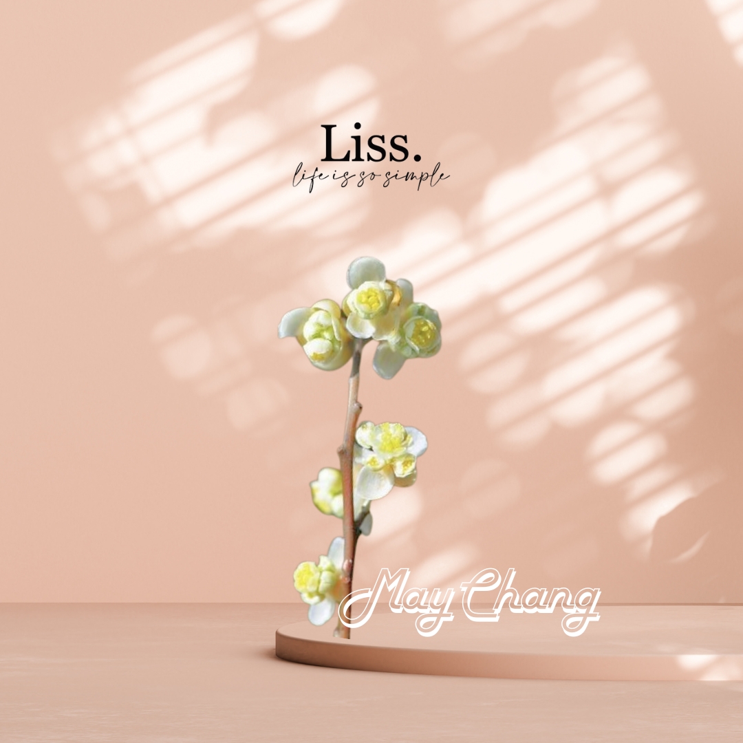 May Chang (Litsea Cubeba) Essential Oil - Image 2